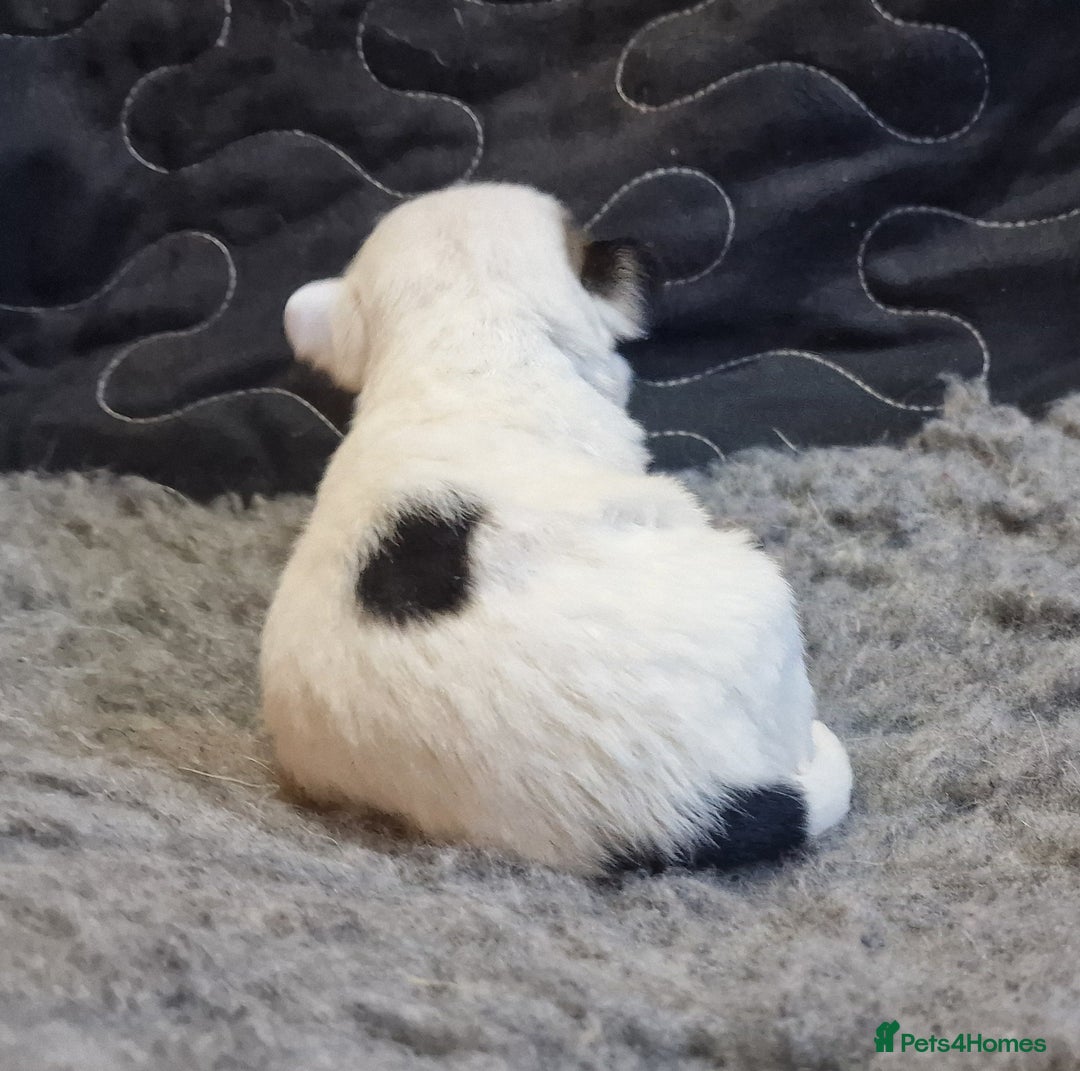 Jack Russell dogs for sale: kC Reg Jack Russell Pups, DNA Health Tested - Image 8