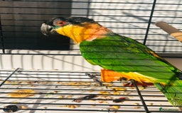 Parrots birds for sale: Male black headed caique for sale  - Image 2