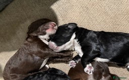 Cockapoo dogs for sale: Miniature f1 Cockapoos puppies - Advert 5