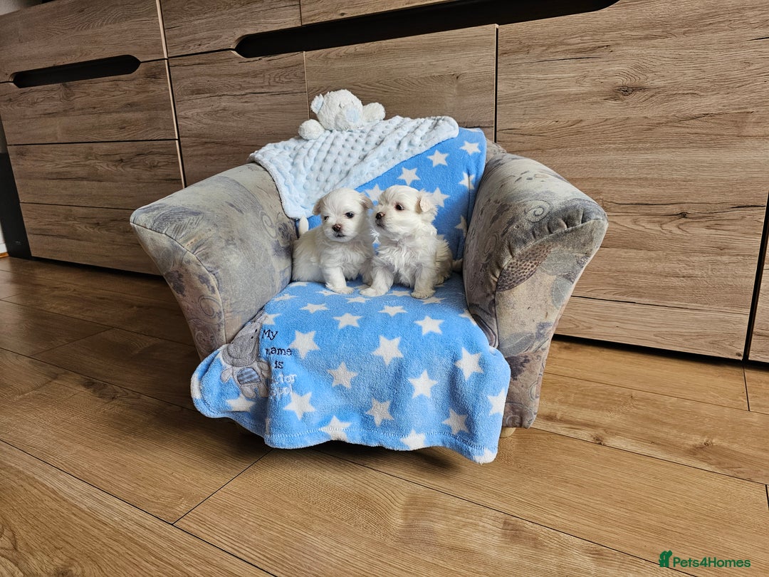 Maltese dogs for sale: KC Korean Maltese Terrier Puppies - Image 15