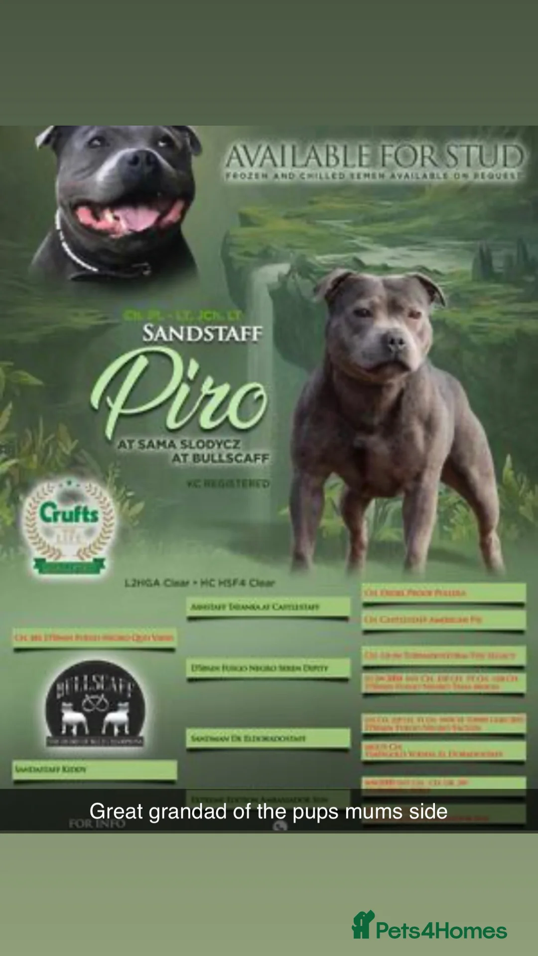 Staffordshire Bull Terrier dogs for sale: Champion lines Staffordshire bull terrier pups  - Advert 5