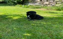 Borador dogs for sale: Lab x collie puppies  - Image 3