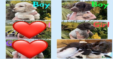 Cocker Spaniel dogs in Darlington - Advert 15
