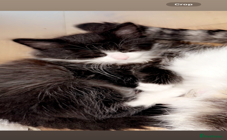 Mixed Breed cats - Advert 8