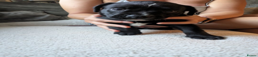 Mixed Breed Puppy 2