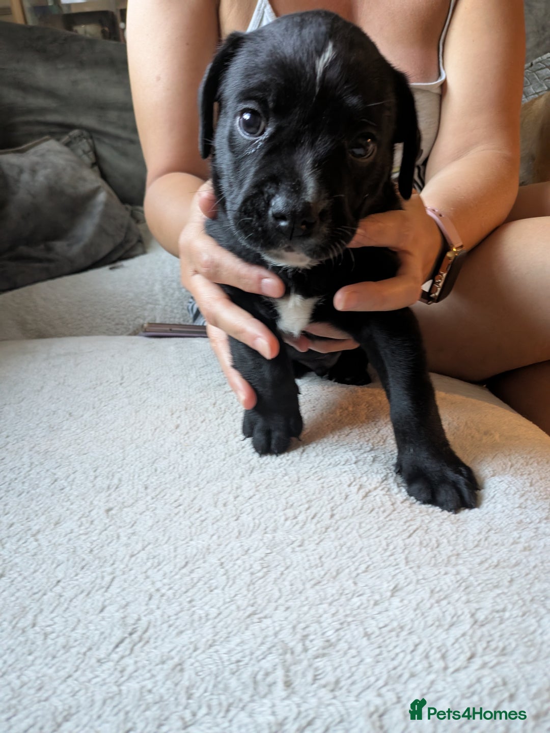Mixed Breed dogs for sale: Beautiful Labrador x Staffys - Image 21