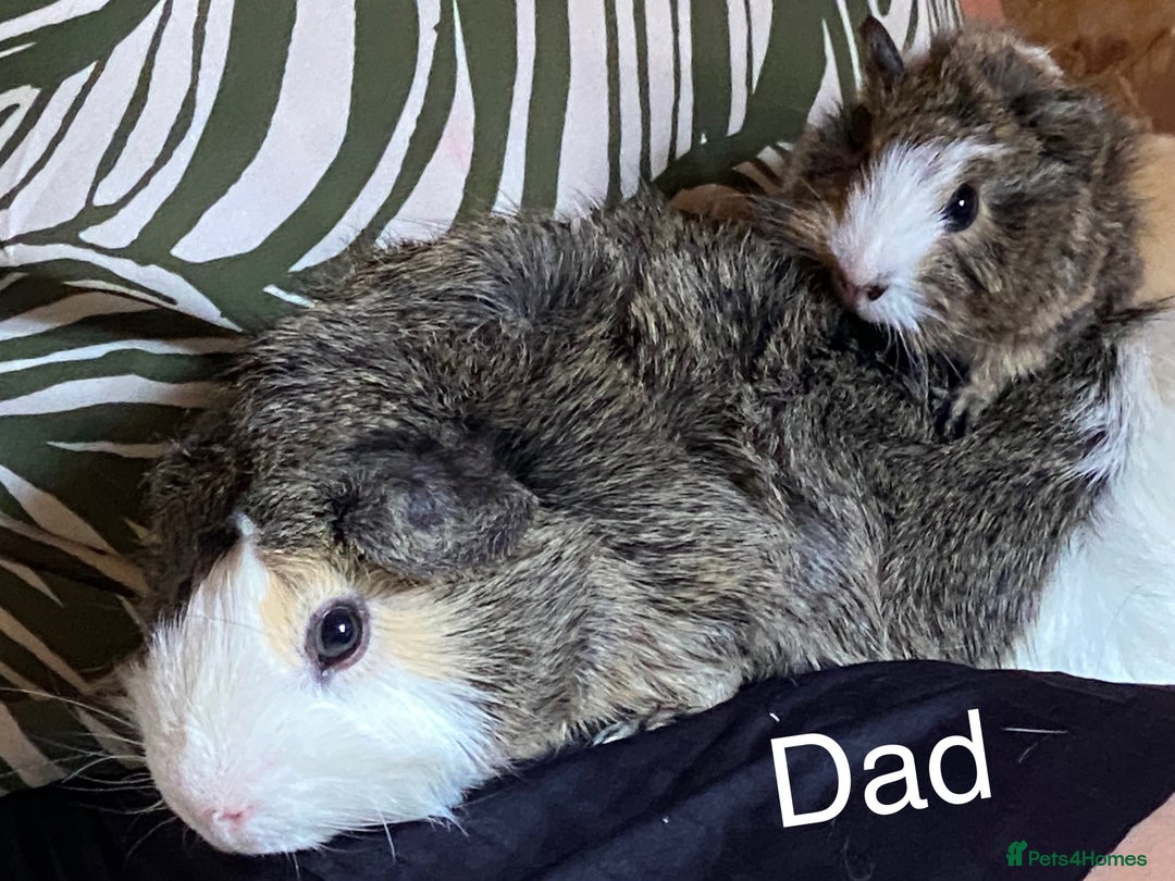 Guinea Pig rodents for sale: Beautiful Bonded Pair Guinea Pigs - Funky - Image 7