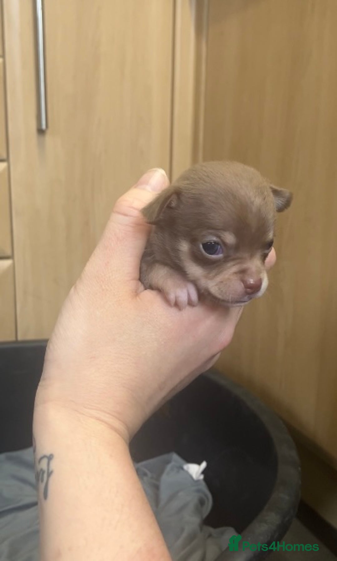 Chihuahua dogs for sale: Chihuahua Puppies - with starter kits  - Image 7