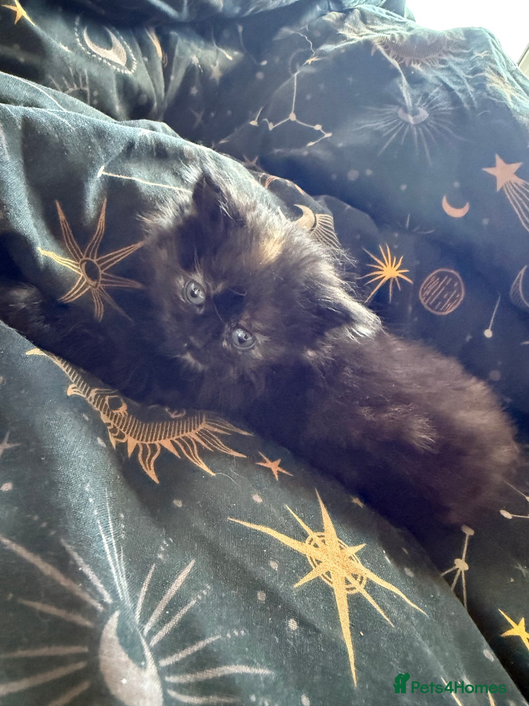 Mixed Breed cats for sale: Kittens  - Image 7