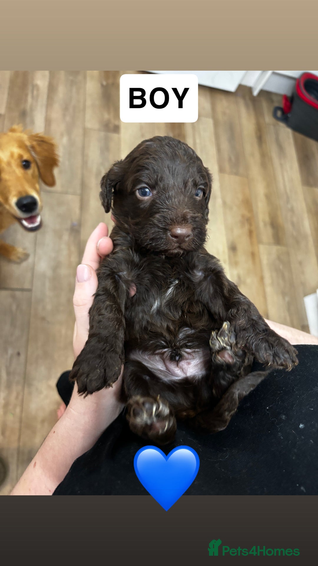 Cockapoo dogs for sale: Cockapoos - Advert 2