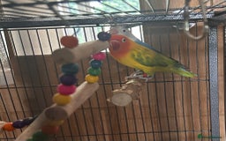 Lovebirds birds for sale: Love birds with cage  - Image 4