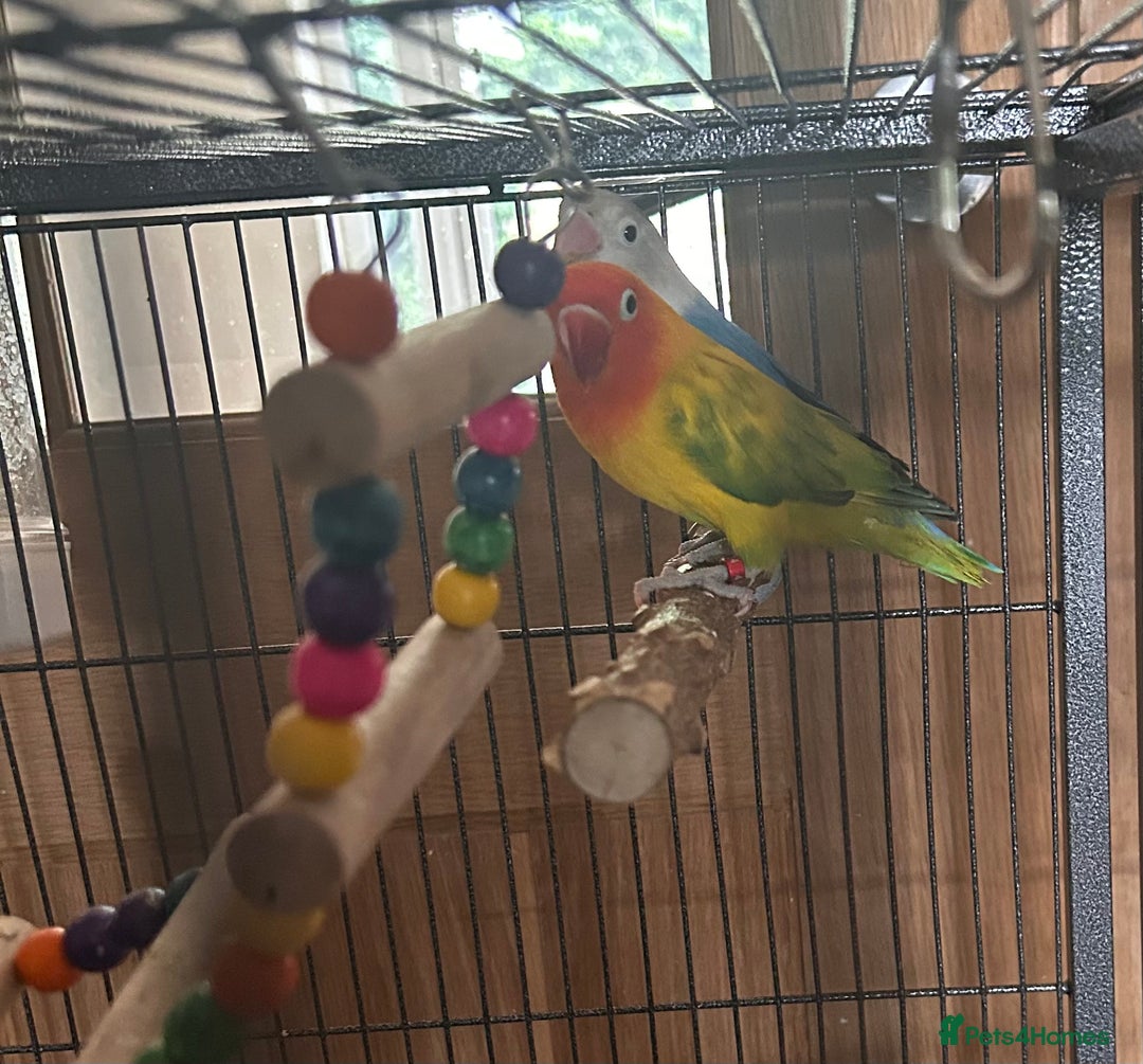 Lovebirds birds for sale: Love birds with cage  - Image 4