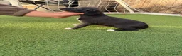 Mixed Breed dogs for sale: Bedlington Whippets - Advert 13