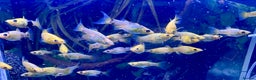 Other/Mixed Breed fish for sale: Mixed Tropical fish Molly/Blue Texas/Tiger barbs - Advert 3