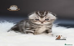 Scottish Fold cats for sale: LICENSED CATTERY, PURE BREED TOP QUALITY KITTENS - Image 8