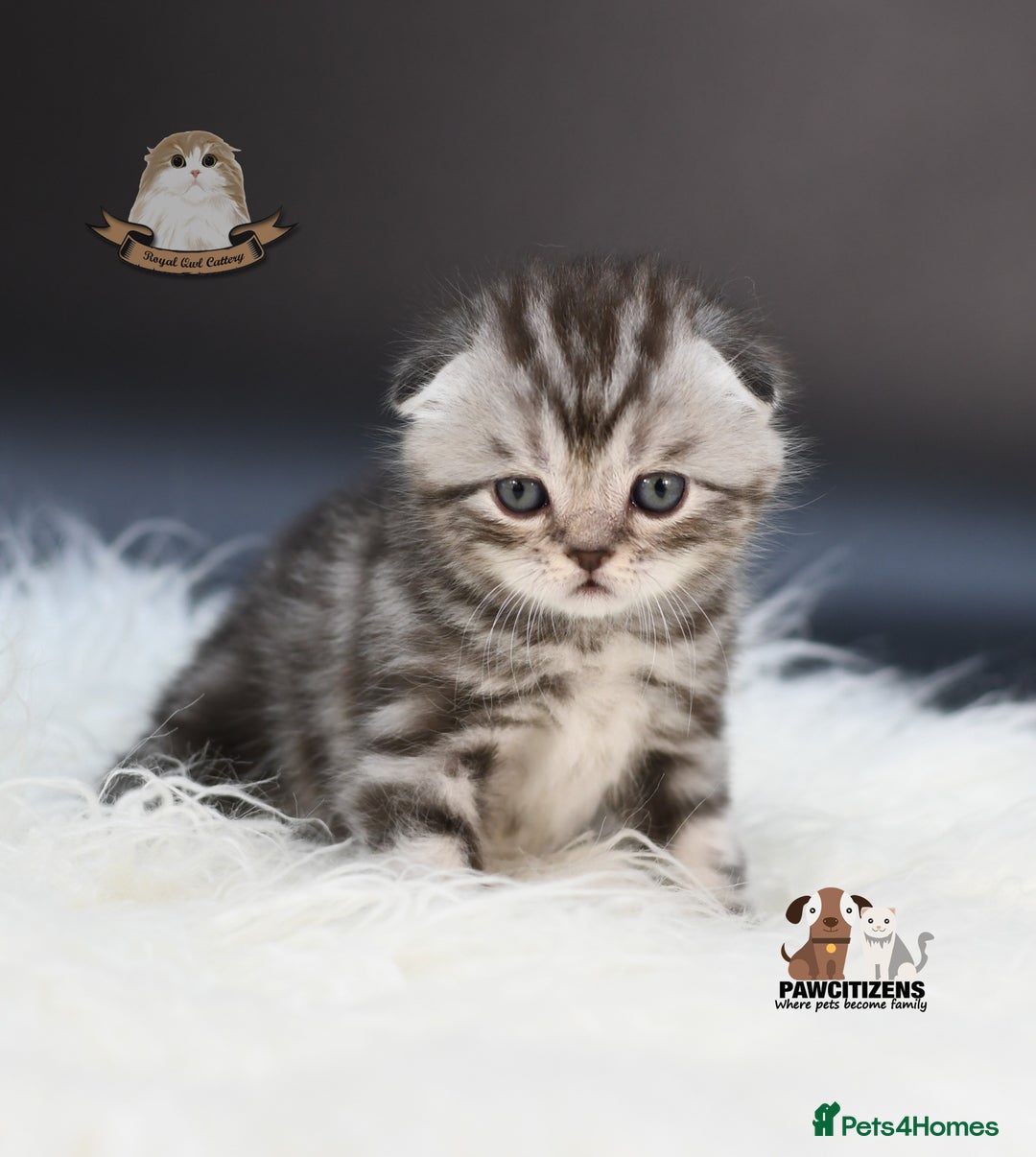 Scottish Fold cats for sale: LICENSED CATTERY, PURE BREED TOP QUALITY KITTENS - Image 8
