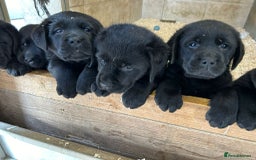 Labrador Retriever dogs for sale: Show Quality Black & Chocolate Labrador Pups - Image 9