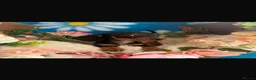 Dachshund dogs for sale: Dachshund Puppies in Chatteris - Advert 6
