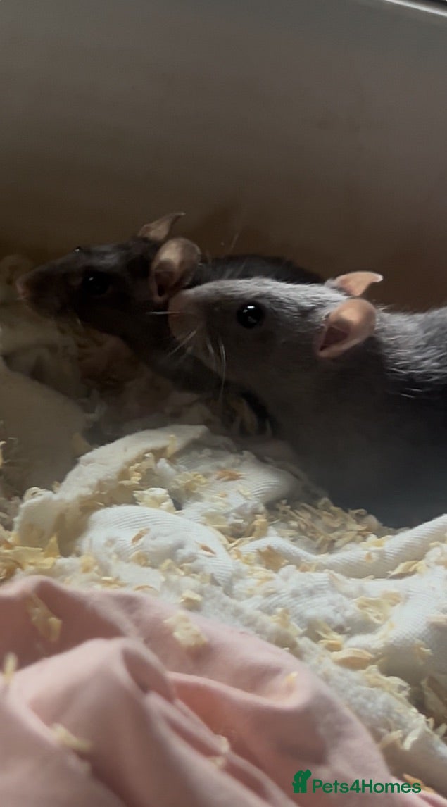 Rat rodents Baby rats,NEED GONA ASAP! READY TO LEAVE NOW - Advert 1