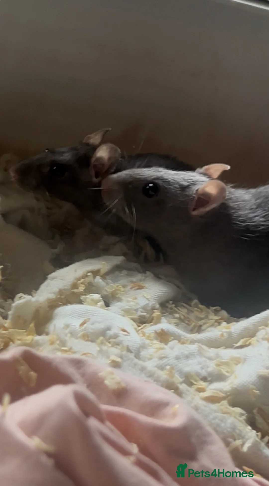 Rat rodents for sale: Baby rats,NEED GONA ASAP! READY TO LEAVE NOW - Advert 1