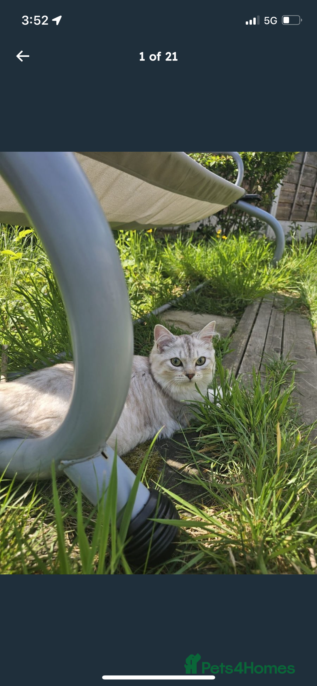 Siberian cats for sale: REDUCED!!! Pure breed hypoallergenic siberian - Image 6