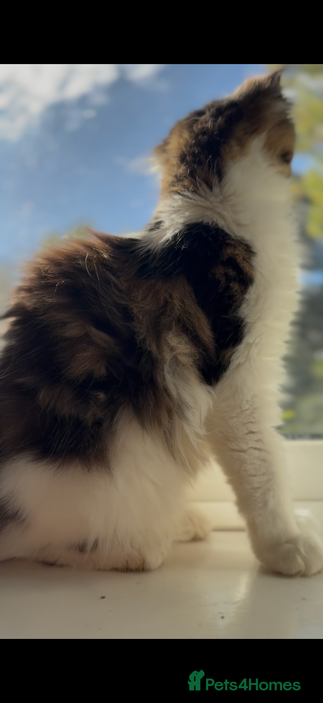 Maine Coon cats for sale: Pedigree Maine Coon Kittens 🐱 fully vaccinated  - Image 12
