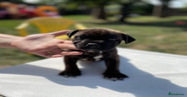 Staffordshire Bull Terrier dogs - Advert 12