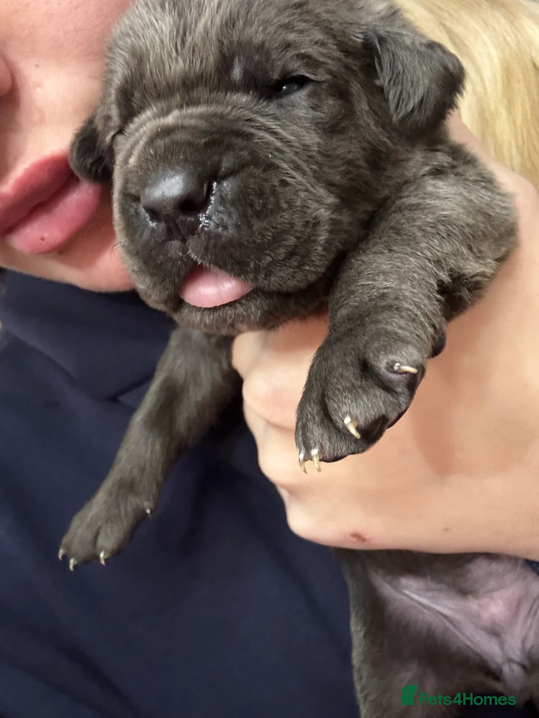 Cane Corso dogs for sale: Cane corso puppies - Advert 8