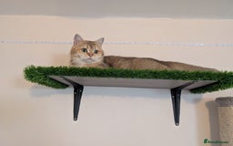Brazilian Shorthair cats for sale: British black Tippett  - Image 8