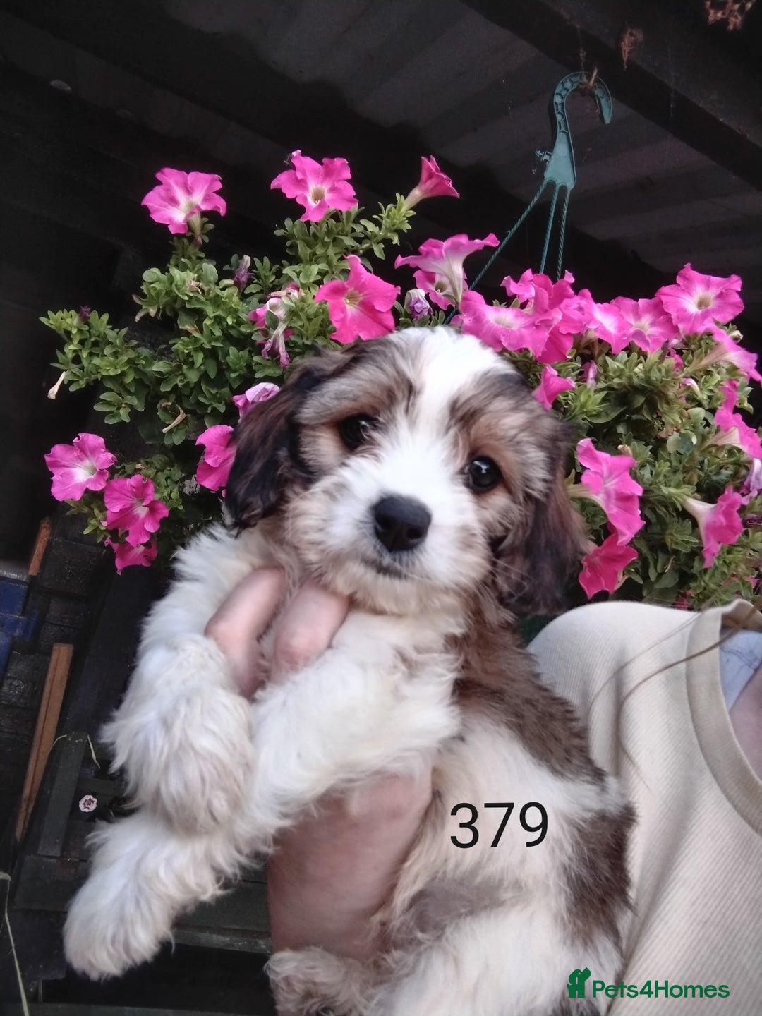 Cavachon dogs for sale: Beautiful F1 cavachons  - Image 1