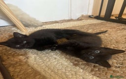British Shorthair cats for sale: 2 female black tabby kittens  - Image 3