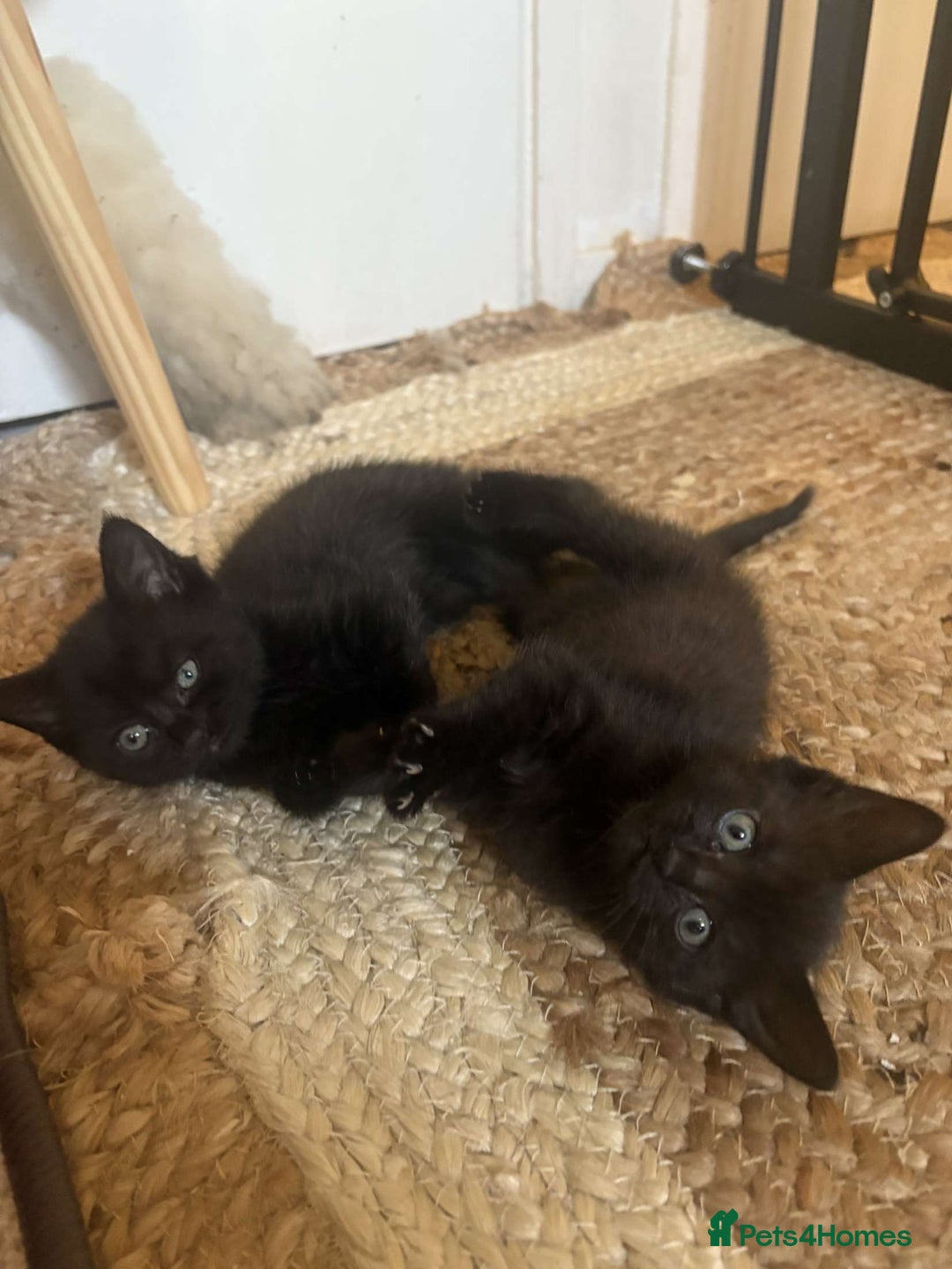 British Shorthair cats for sale: 2 female black tabby kittens  - Image 3