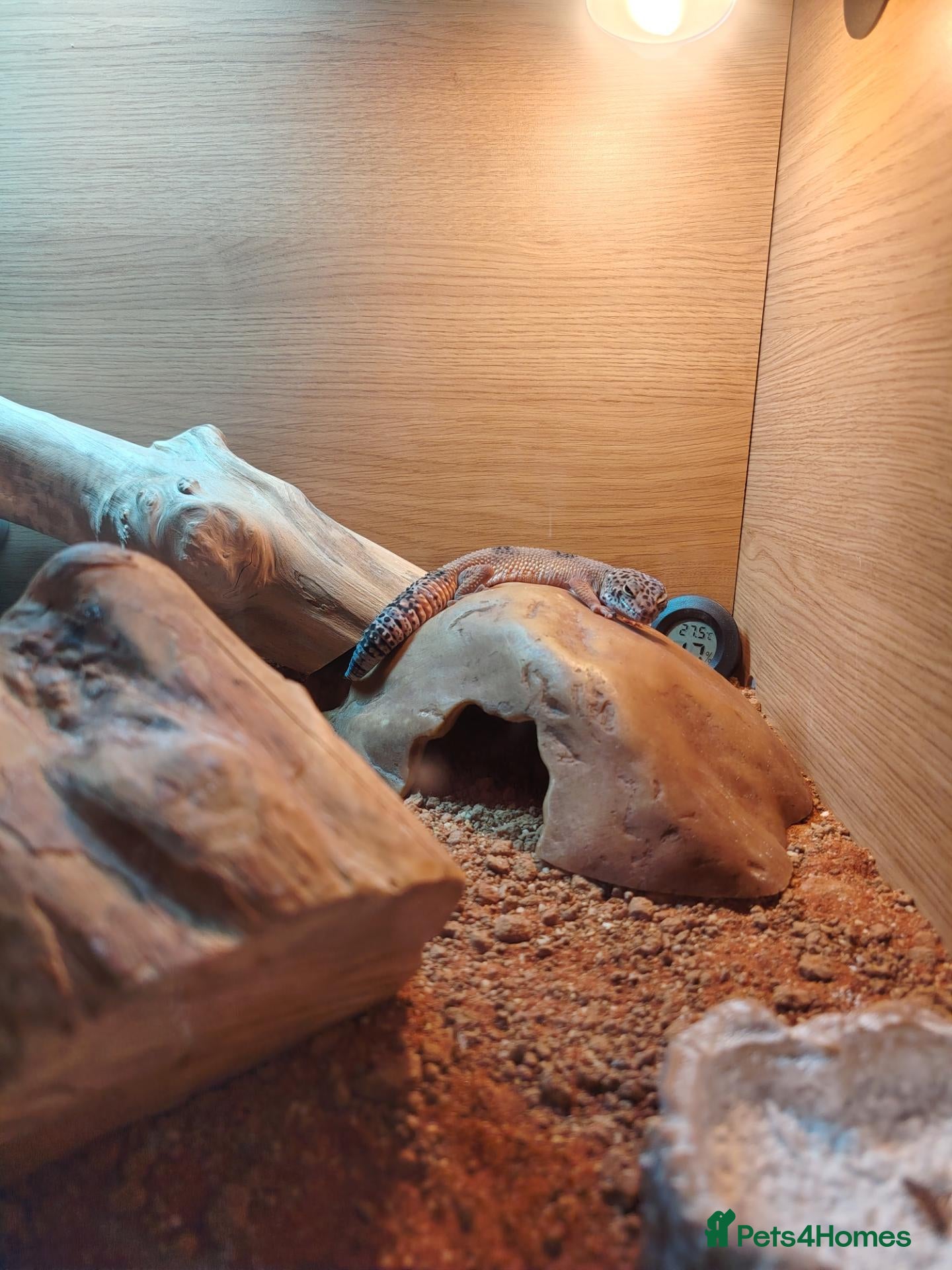 Leopard Gecko reptiles for sale: Beautiful leopard gecko  - Advert 3