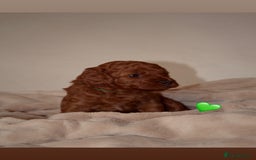 Cavapoo dogs for sale: 2 Beautiful F1B Cavapoo Boys Available!🩵 - Image 6