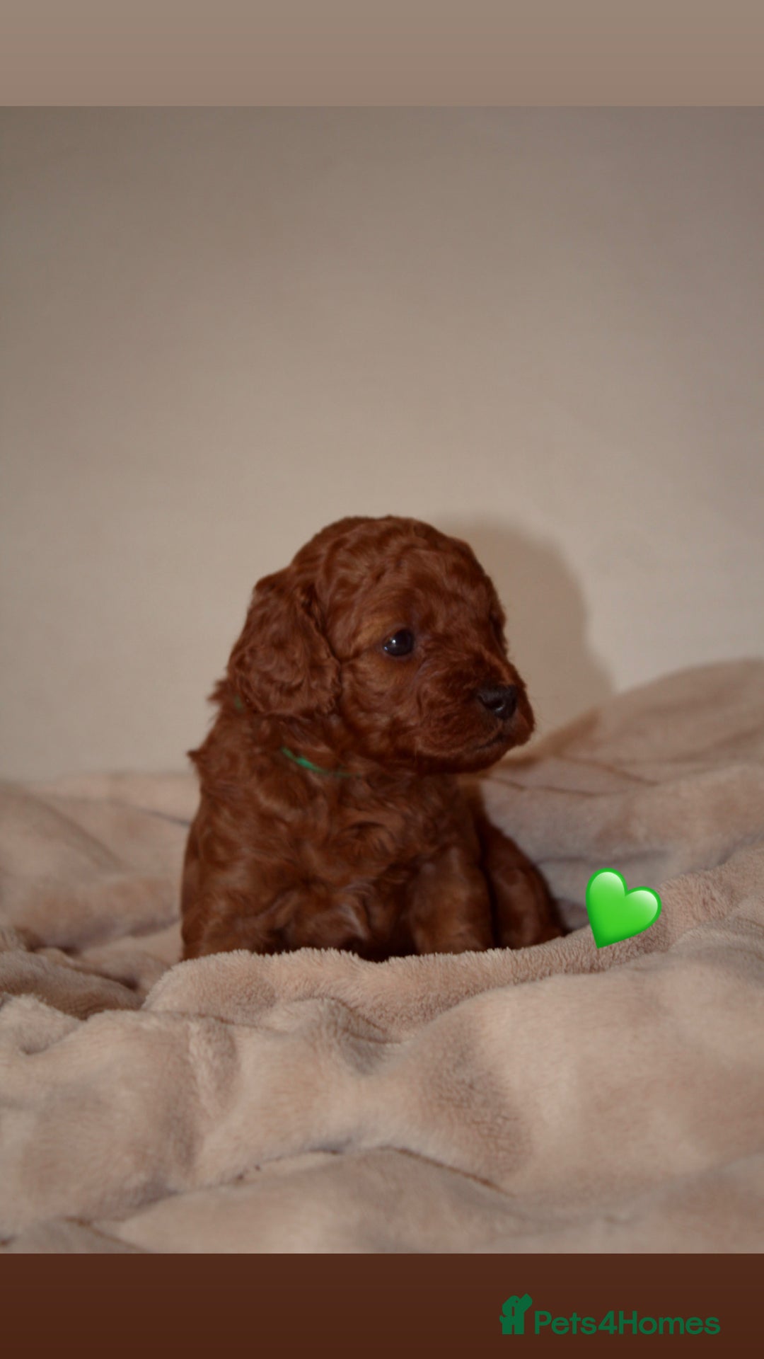 Cavapoo dogs for sale: 2 Beautiful F1B Cavapoo Boys Available!🩵 - Image 6