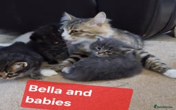 Siberian cats for sale: 2 Female Siberian kittens still available  - Image 1