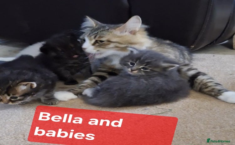 Siberian cats - Advert 1