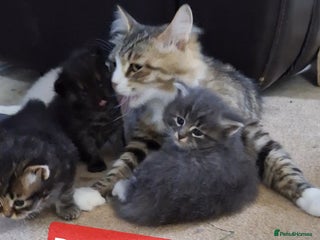 Siberian cats - Advert 3