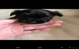 Chipoo dogs for sale: Beautiful Chipoo puppies.  - Image 12
