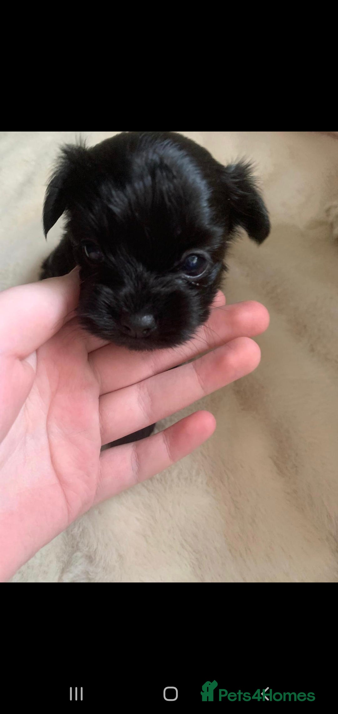 Chipoo dogs for sale: Beautiful Chipoo puppies.  - Image 12