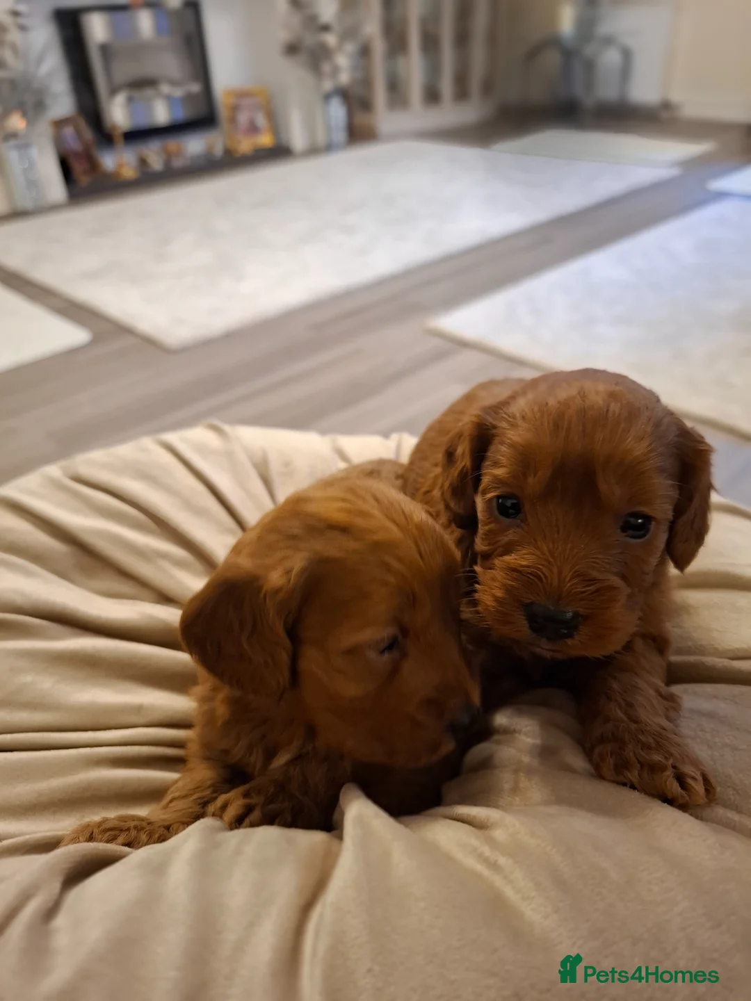 Cockapoo dogs for sale: Cockapoo pups - Advert 2