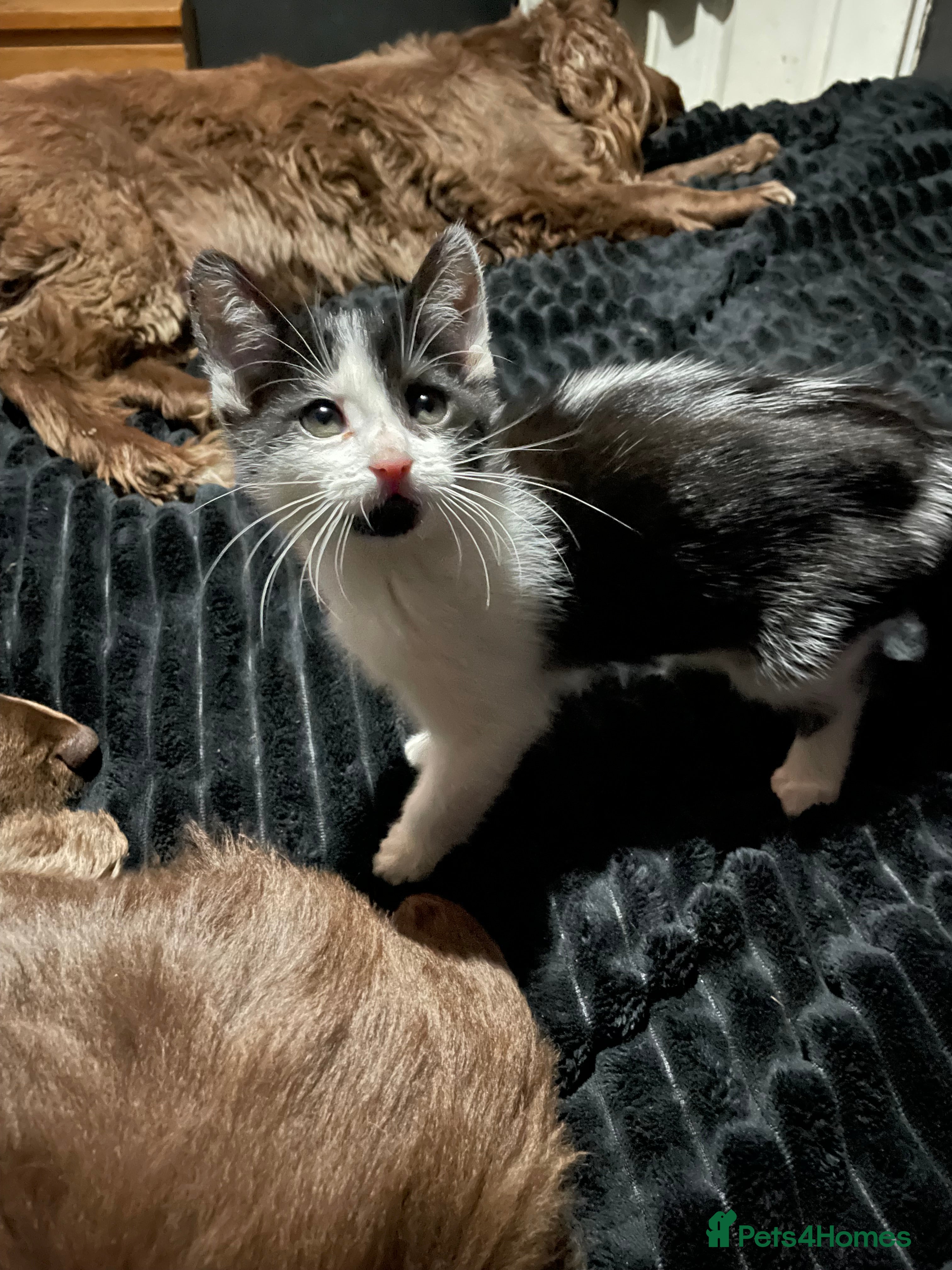 British Shorthair cats 5 kittens for sale  - Advert 4