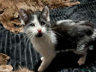 British Shorthair cats 5 kittens for sale - Advert 18