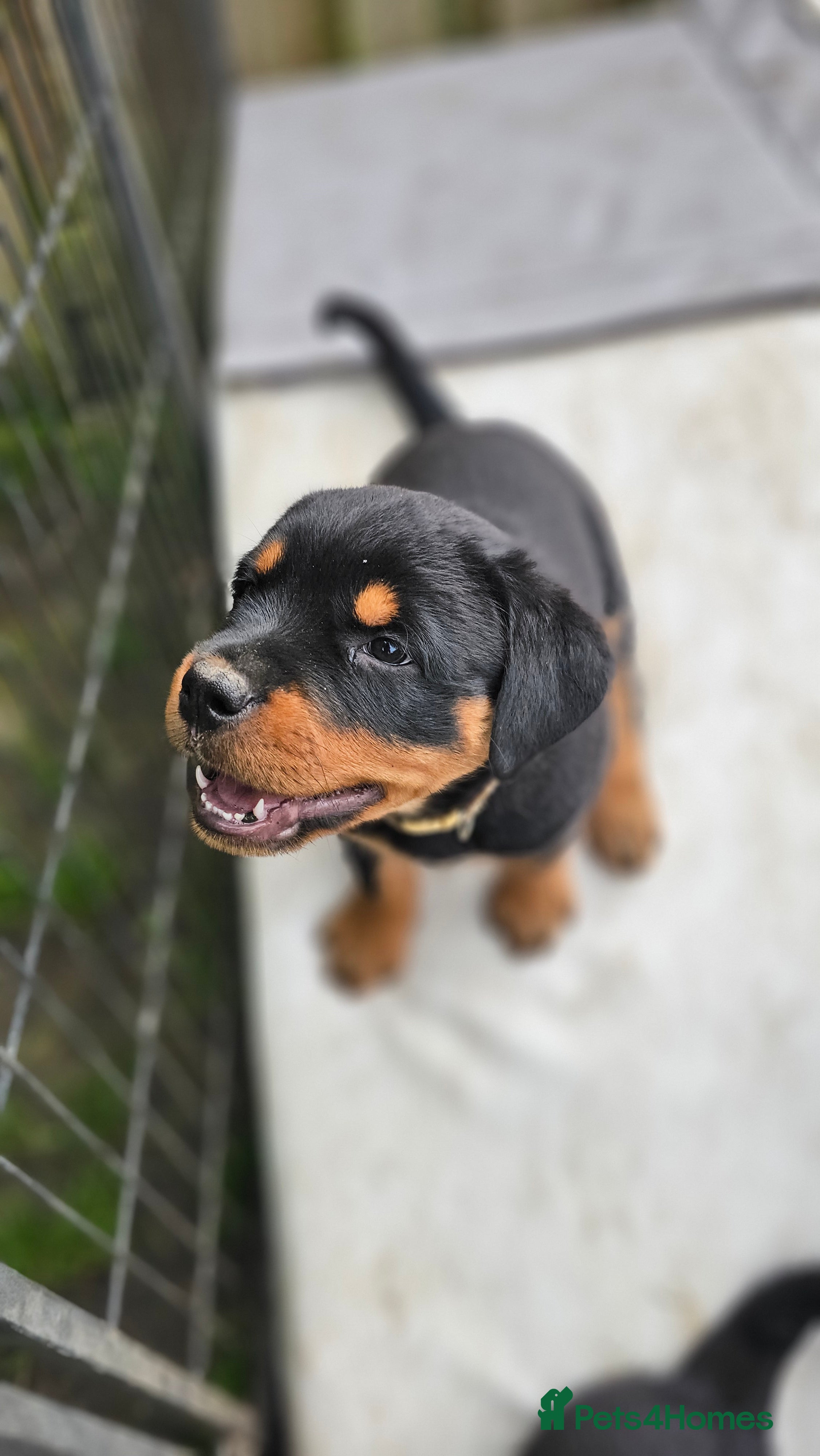Rottweiler dogs Champion Bloodline German Rottweiler Puppies - Advert 2