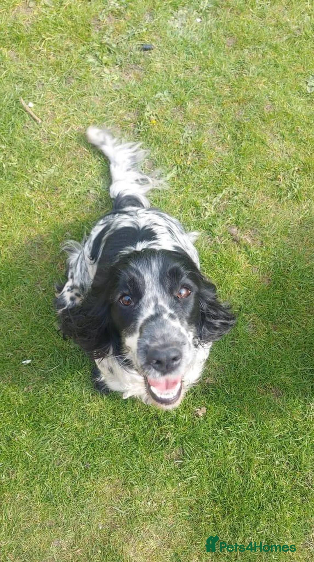 Cocker Spaniel dogs for sale: 8 Beautiful Cocker Spaniels Puppies  - Advert 12