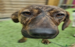 Mixed Breed dogs for adoption: Kobi - In Ayr Looking for a home  - Image 2