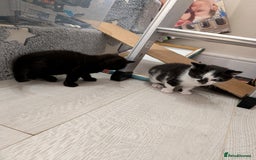 Domestic Shorthair cats for sale: Two Shorthair Kittens - Image 5