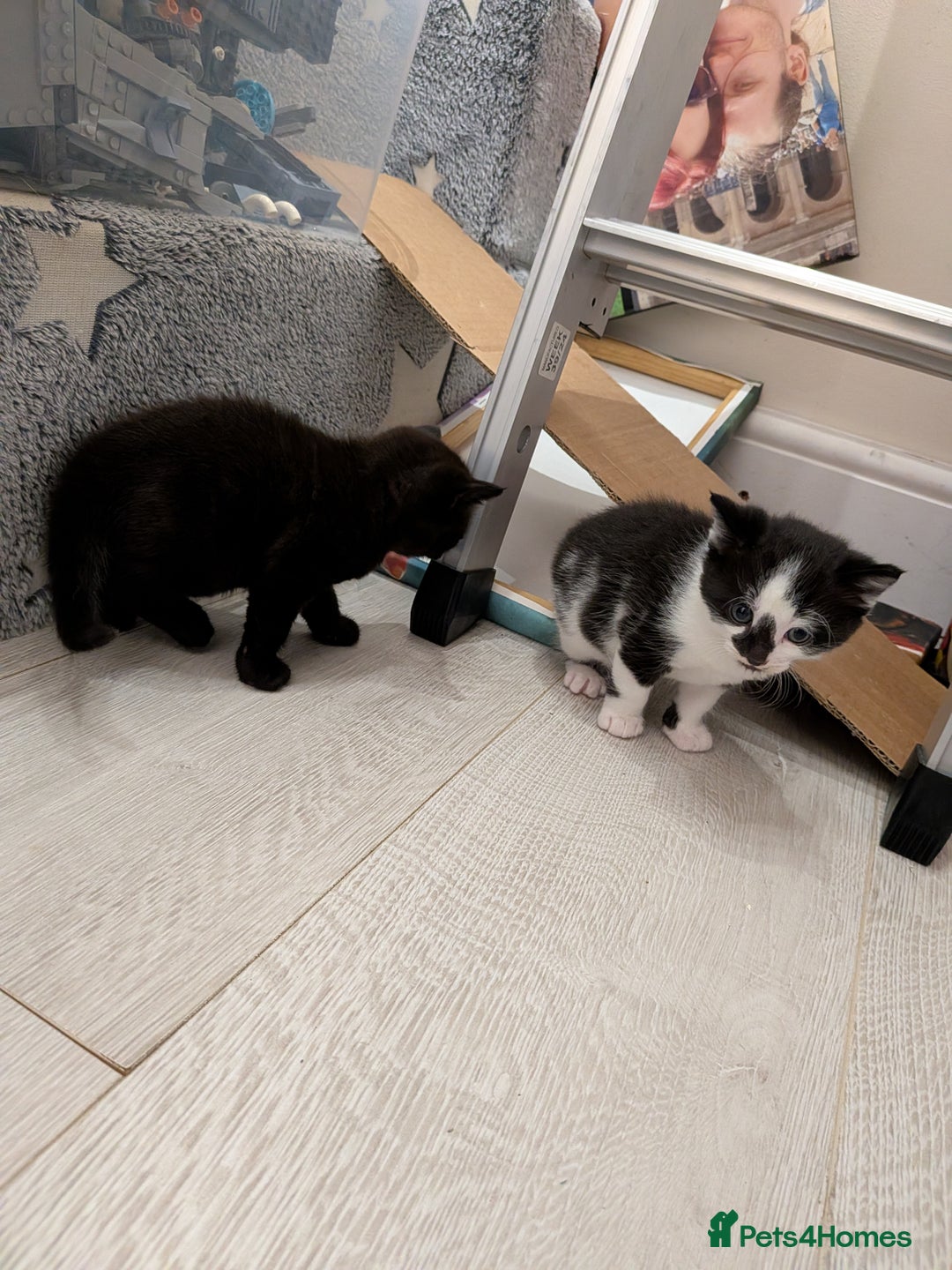 Domestic Shorthair cats for sale: Two Shorthair Kittens - Image 5