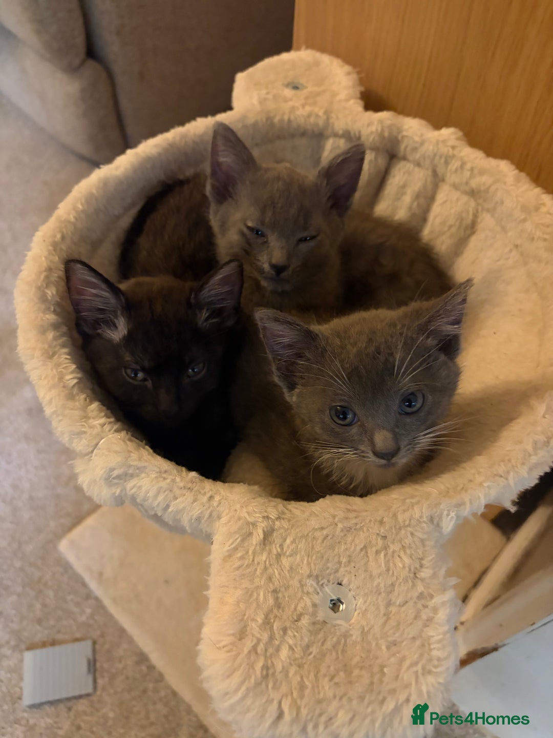 Mixed Breed cats for sale: Half ragdolls cuddly, all girls, ready now - Advert 1