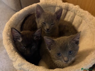 Mixed Breed cats Half ragdolls grey/silver all girls ready now - Advert 1